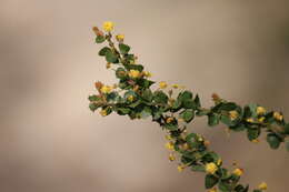 Image of gold-dust acacia