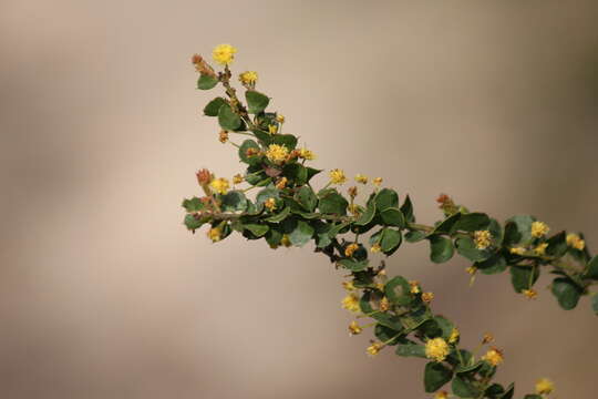 Image of gold-dust acacia