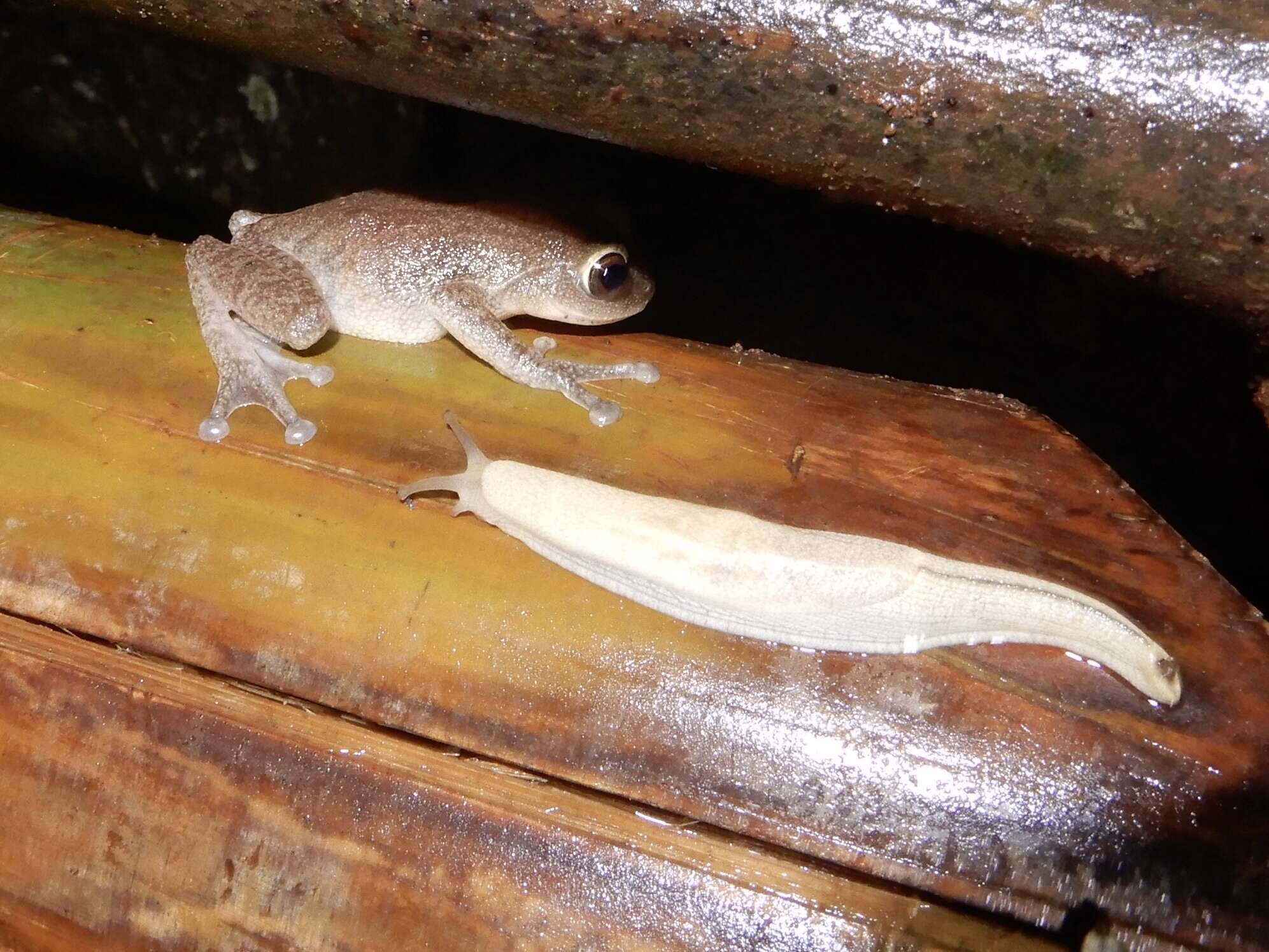 Image of Large Ponmudi Bush Frog