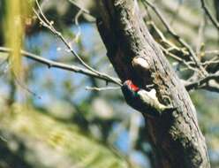 Image of Black-collared Barbet