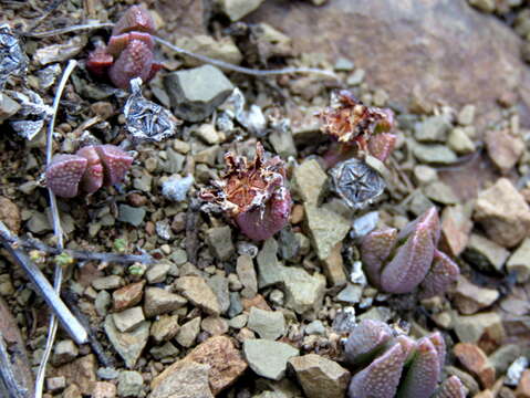 Image of Chasmatophyllum musculinum (Haw.) Dinter & Schwant.