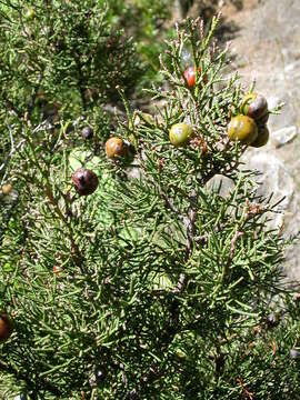 Image of Juniperus phoenicea subsp. phoenicea