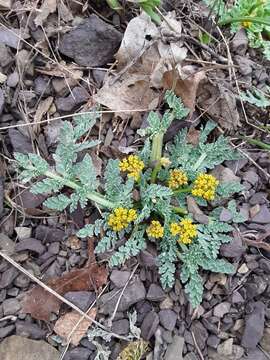 Image of longstalk springparsley