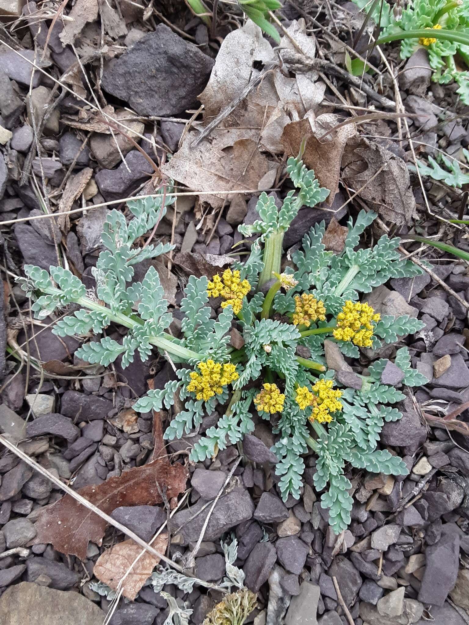 Plancia ëd Aulospermum longipes (S. Wats.) Coult. & Rose