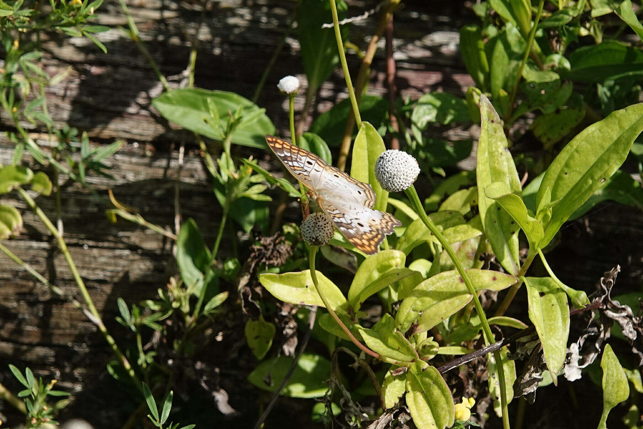 Plancia ëd Anartia jatrophae jamaicensis Möschler 1886