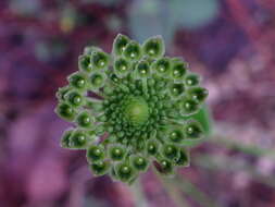 Image of Malaxis elliptica A. Rich. & Galeotti