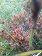 Image of Allocasuarina misera L. A. S. Johnson