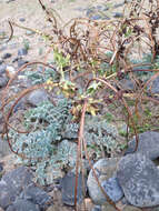 Image of Yellow Horned Poppy