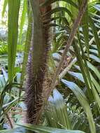 Plancia ëd Calamus radicalis H. Wendl. & Drude