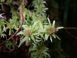 Image of Sphagnum tumidulum Bescherelle 1880