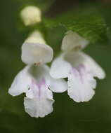 Melittis melissophyllum subsp. albida (Guss.) P. W. Ball resmi