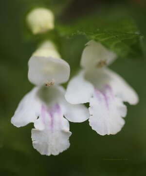 Plancia ëd Melittis melissophyllum subsp. albida (Guss.) P. W. Ball