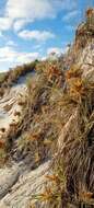 Image of hairy spinifex