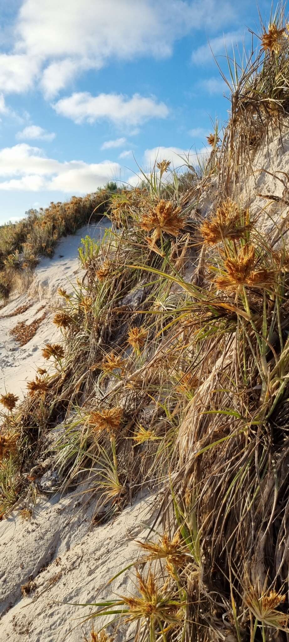 Image of hairy spinifex