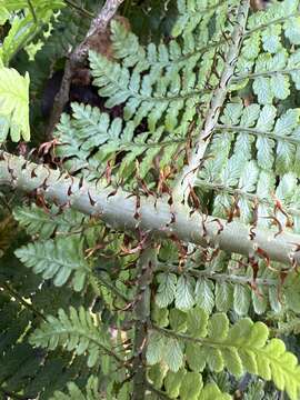 Plancia ëd Dryopteris unidentata (Hook. & Arn.) C. Chr.