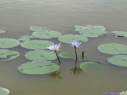 Image de Nymphaea ampla (Salisb.) DC.