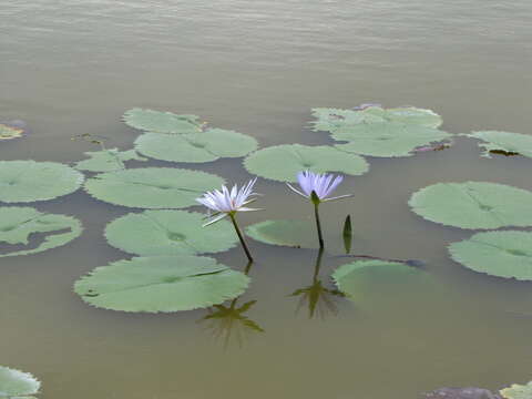 Image de Nymphaea ampla (Salisb.) DC.