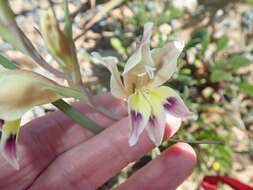 Plancia ëd Gladiolus scullyi Baker