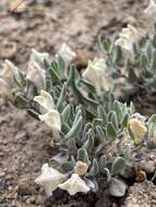 Image of dwarf skullcap