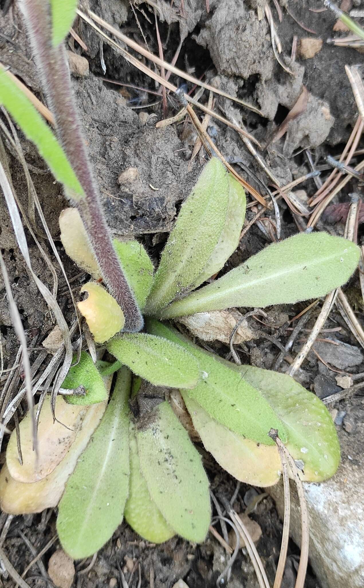 Sivun <i>Arabis sagittata</i> var. <i>borealis</i> (Andrz. ex Ledeb.) A. L. Ebel kuva