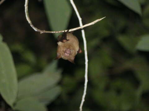 Image of Diadem Horseshoe-bat