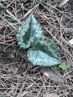 Image of Cyclamen hederifolium subsp. africanum (Boiss. & Reut.) Ietsw.