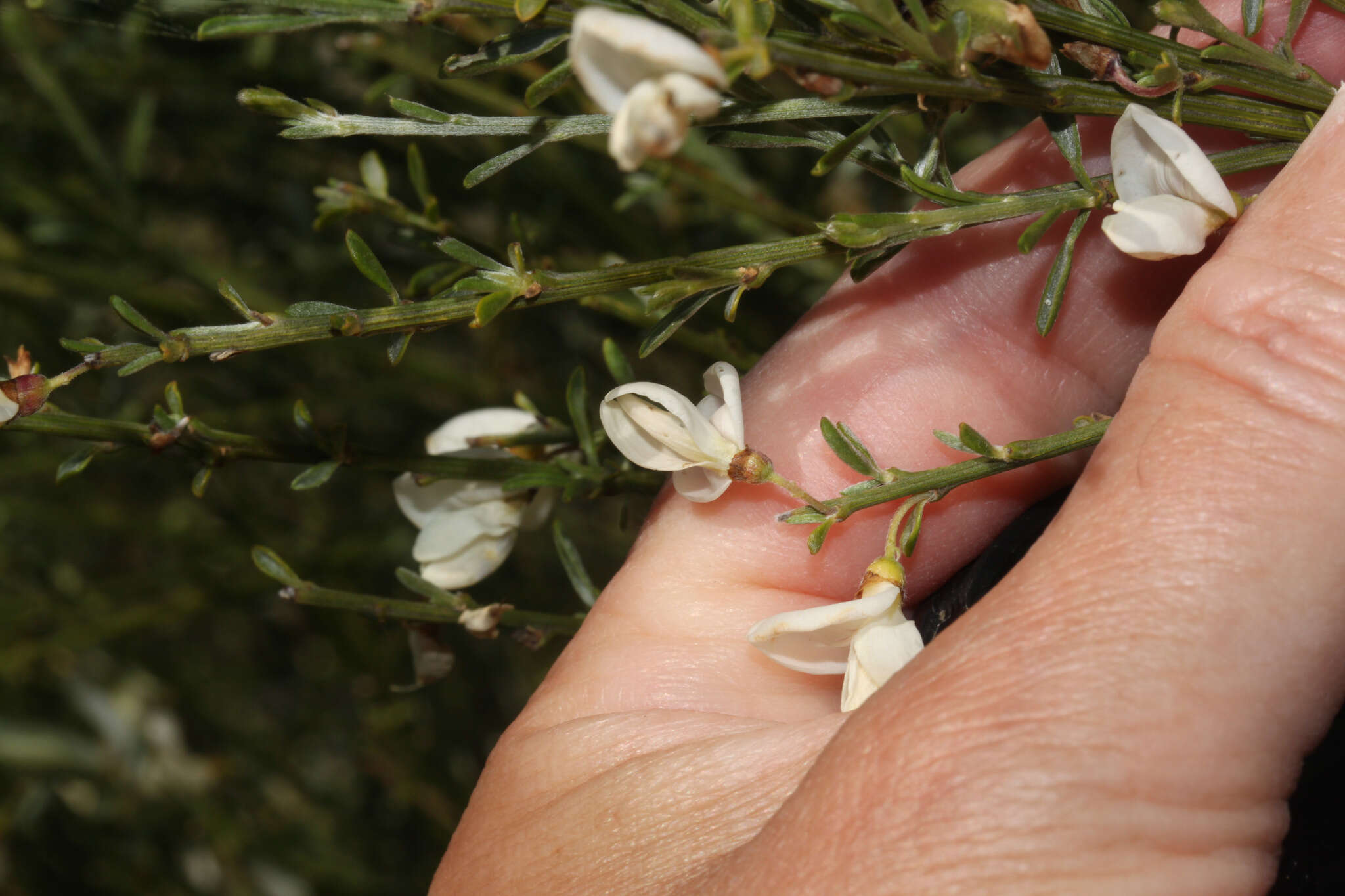 Image of white spanishbroom