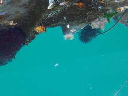 Image of green sea urchin