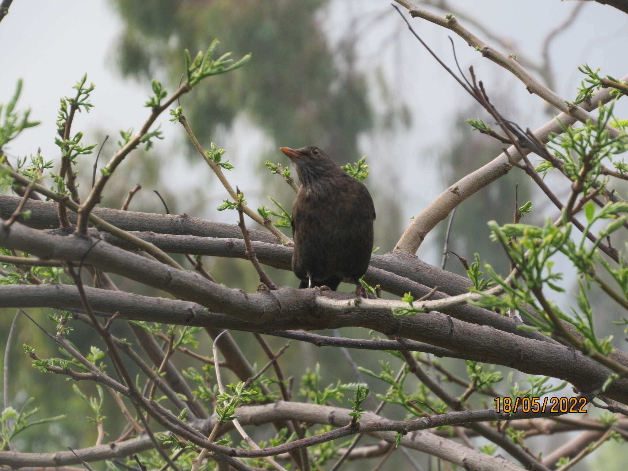 Слика од Turdus merula cabrerae Hartert 1901