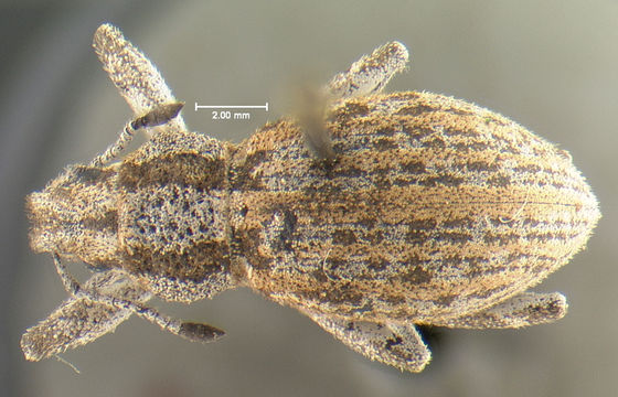 Image of <i>Ophryastes symmetricus</i> Fall 1907