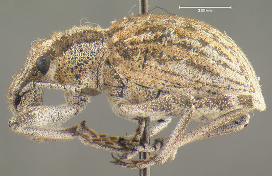 Image of <i>Ophryastes symmetricus</i> Fall 1907