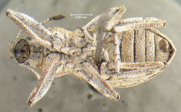 Image of <i>Ophryastes symmetricus</i> Fall 1907