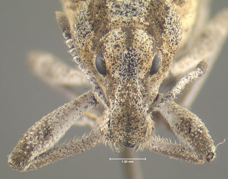 Image of <i>Ophryastes symmetricus</i> Fall 1907
