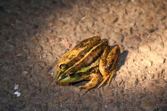 Ranoidea dahlii (Boulenger 1896)的圖片