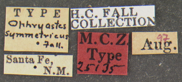 Image of <i>Ophryastes symmetricus</i> Fall 1907