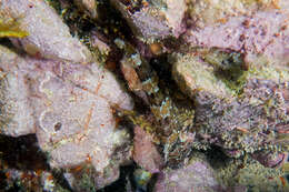 Image of New Zealand Scaly-headed Triplefin