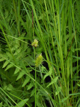 Image of Carex vesicata Meinsh.