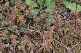 Слика од Trifolium scabrum L.