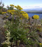 Image of Small Black-Tip Ragwort