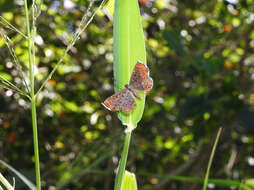 Image de Zabuella tinea