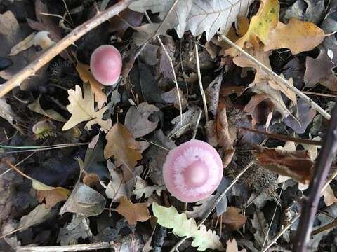 Image of Mycena rosea Gramberg 1912