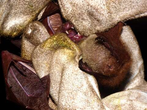 Image of Zenker's Fruit Bat