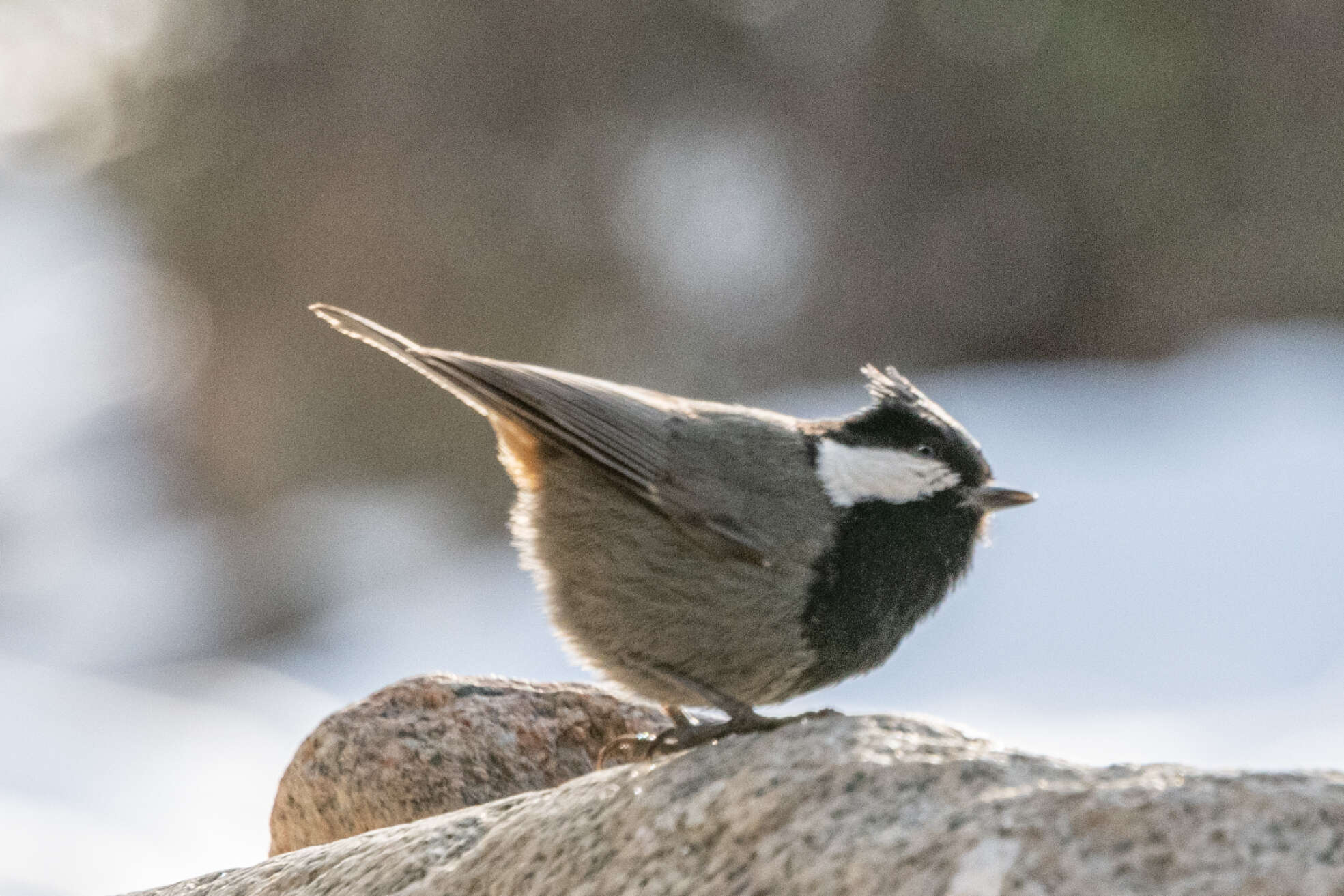 Image of Rufous-naped Tit