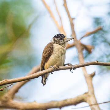 Image of White-bellied Piculet