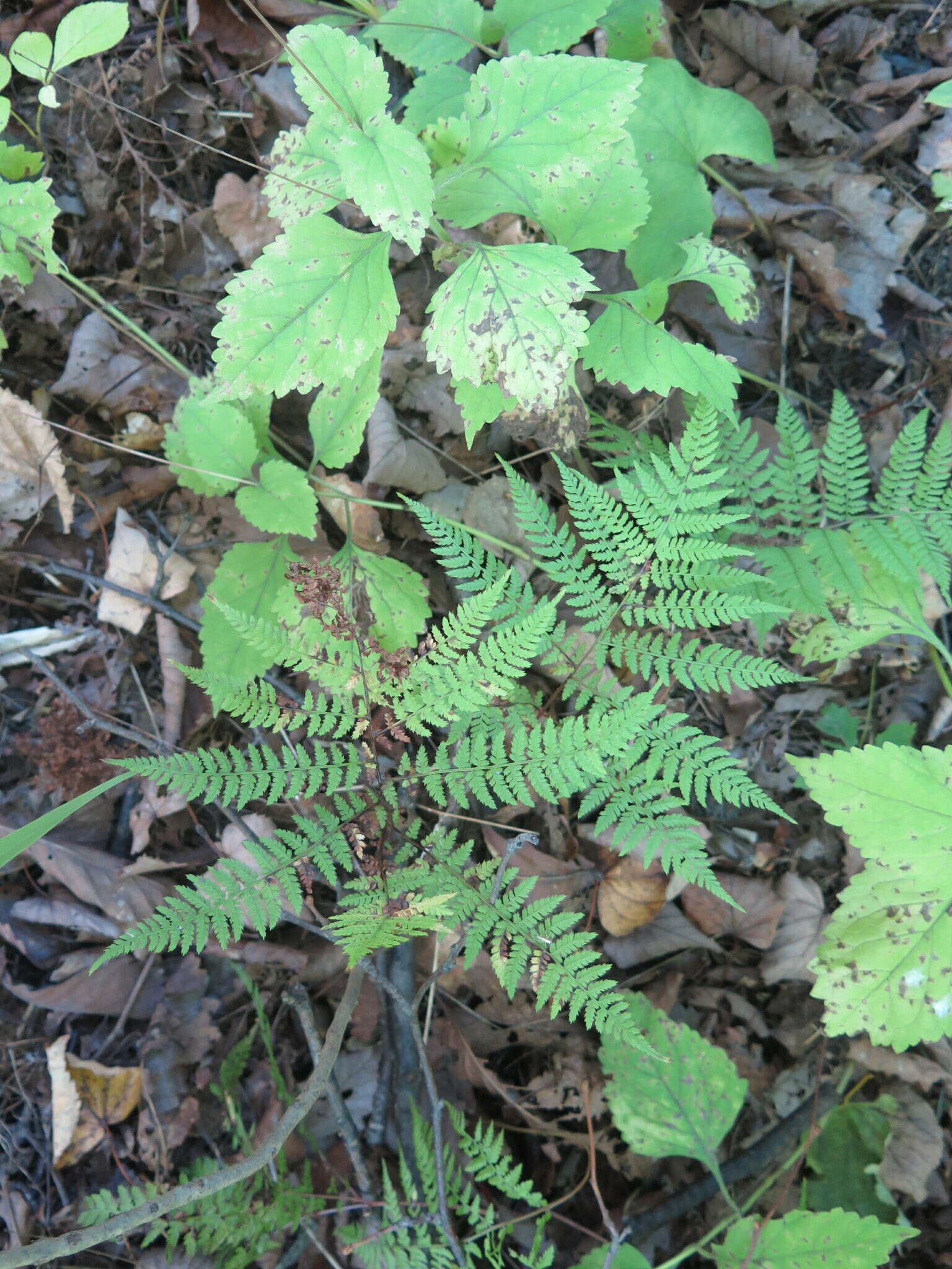 Plancia ëd Athyrium spinulosum (Maxim.) Milde