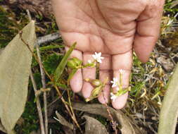 Imagem de Epidendrum fimbriatum Kunth