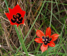 Image of Tulipa agenensis Redouté