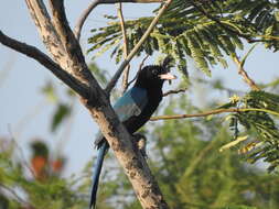 Image of San Blas Jay