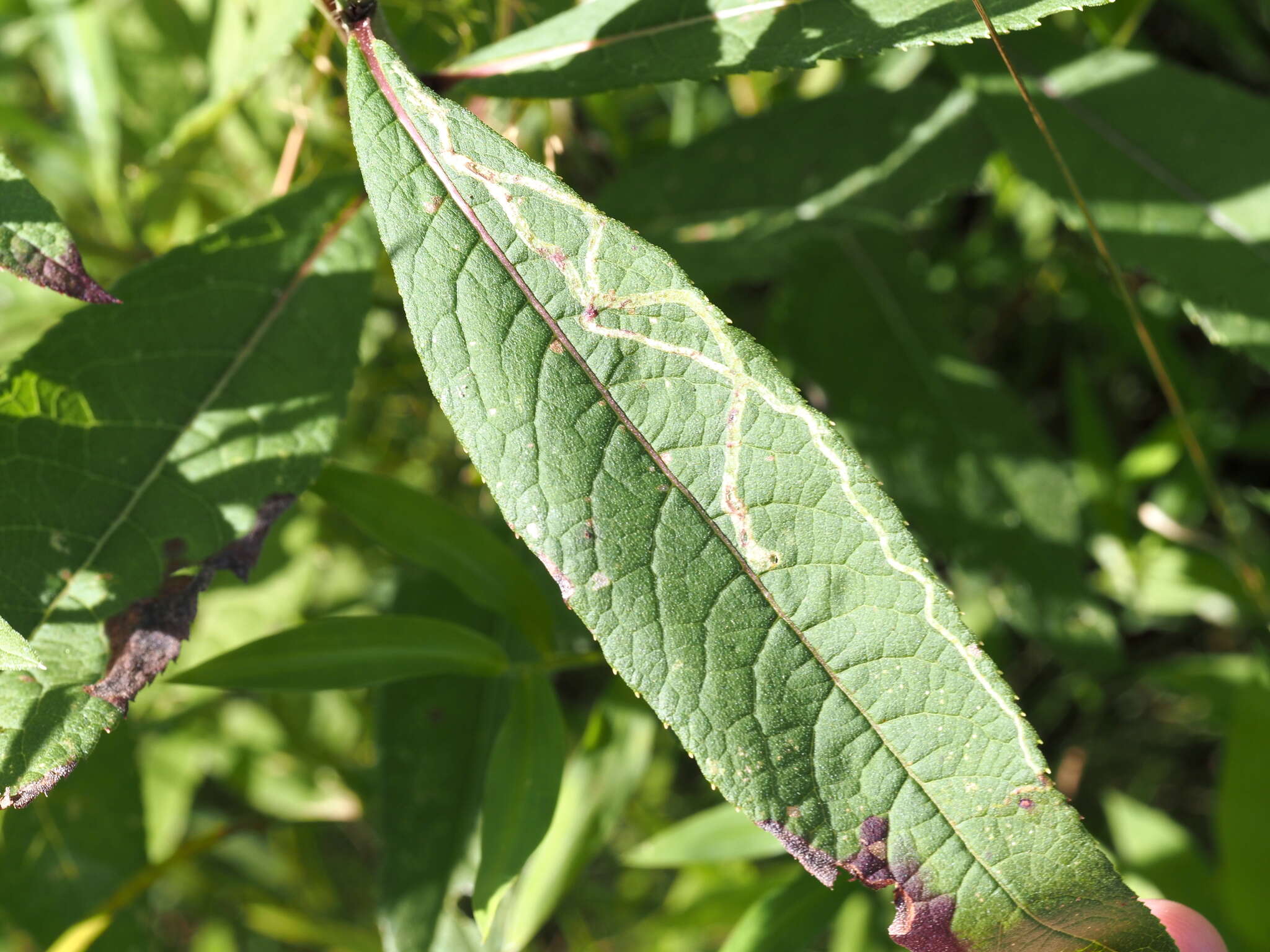 Image of Liriomyza eupatoriella Spencer 1986