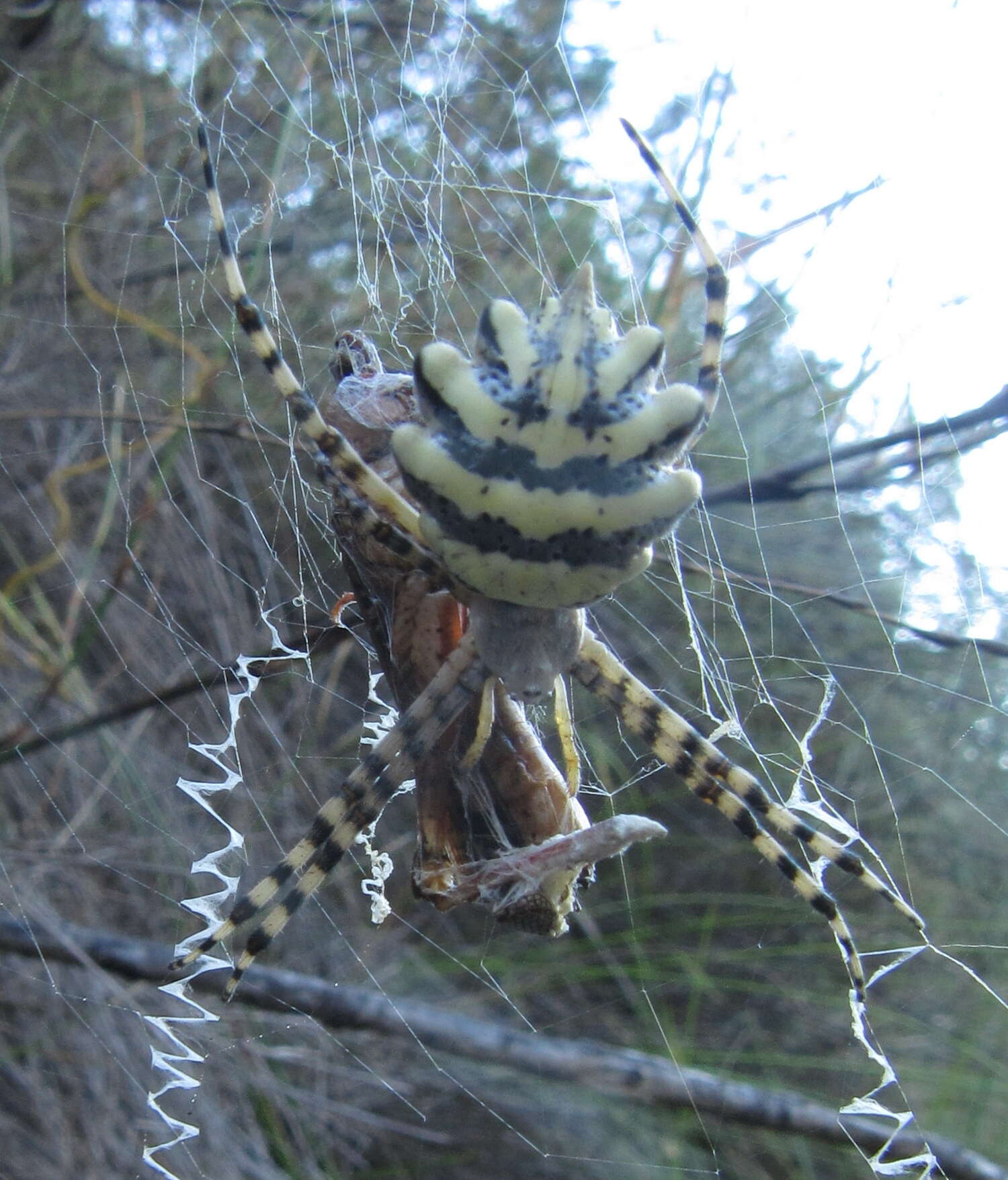 Image of Argiope australis (Walckenaer 1805)